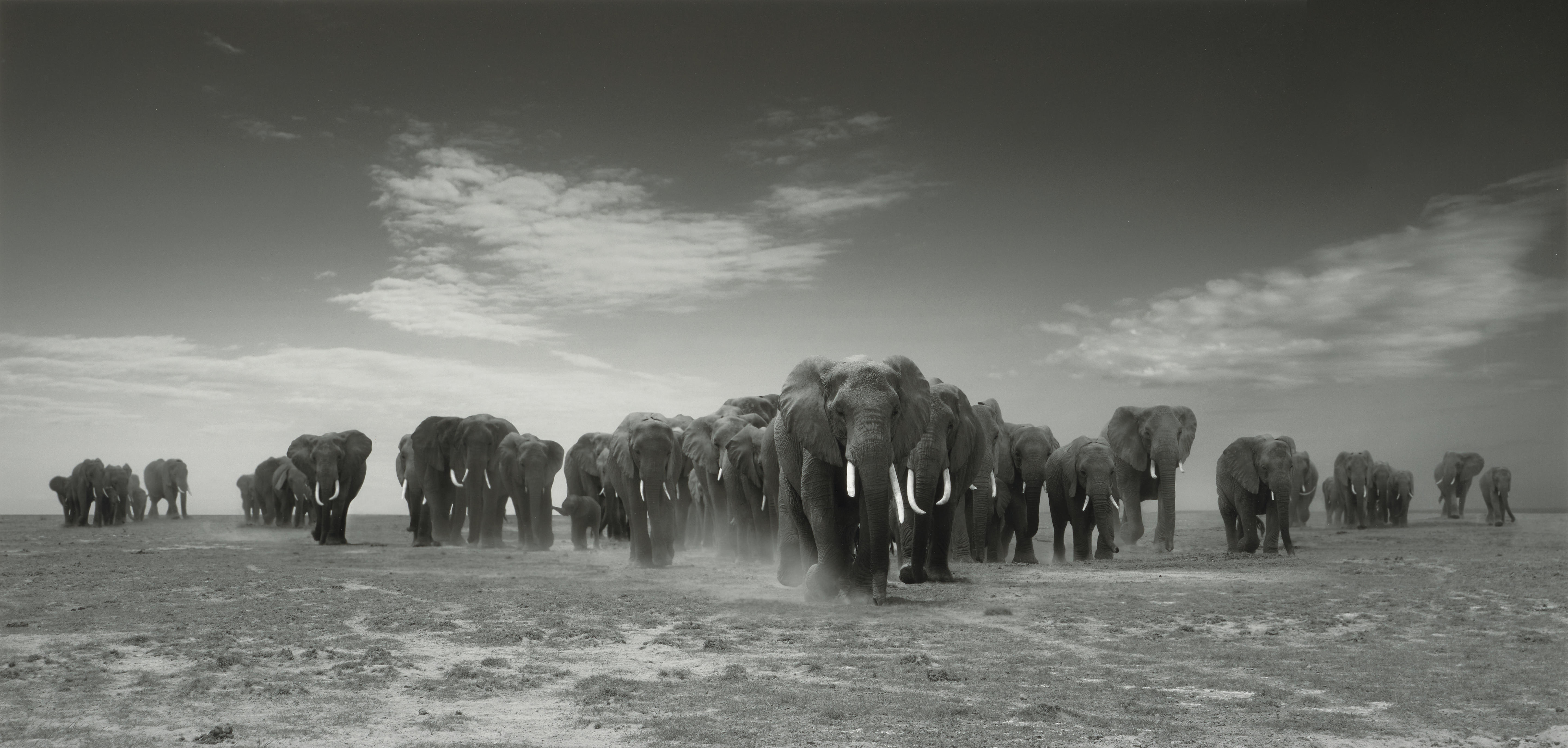 Appraisal: BJ RN PERSSON BORN Elephant Nation Gelatin silver print signed