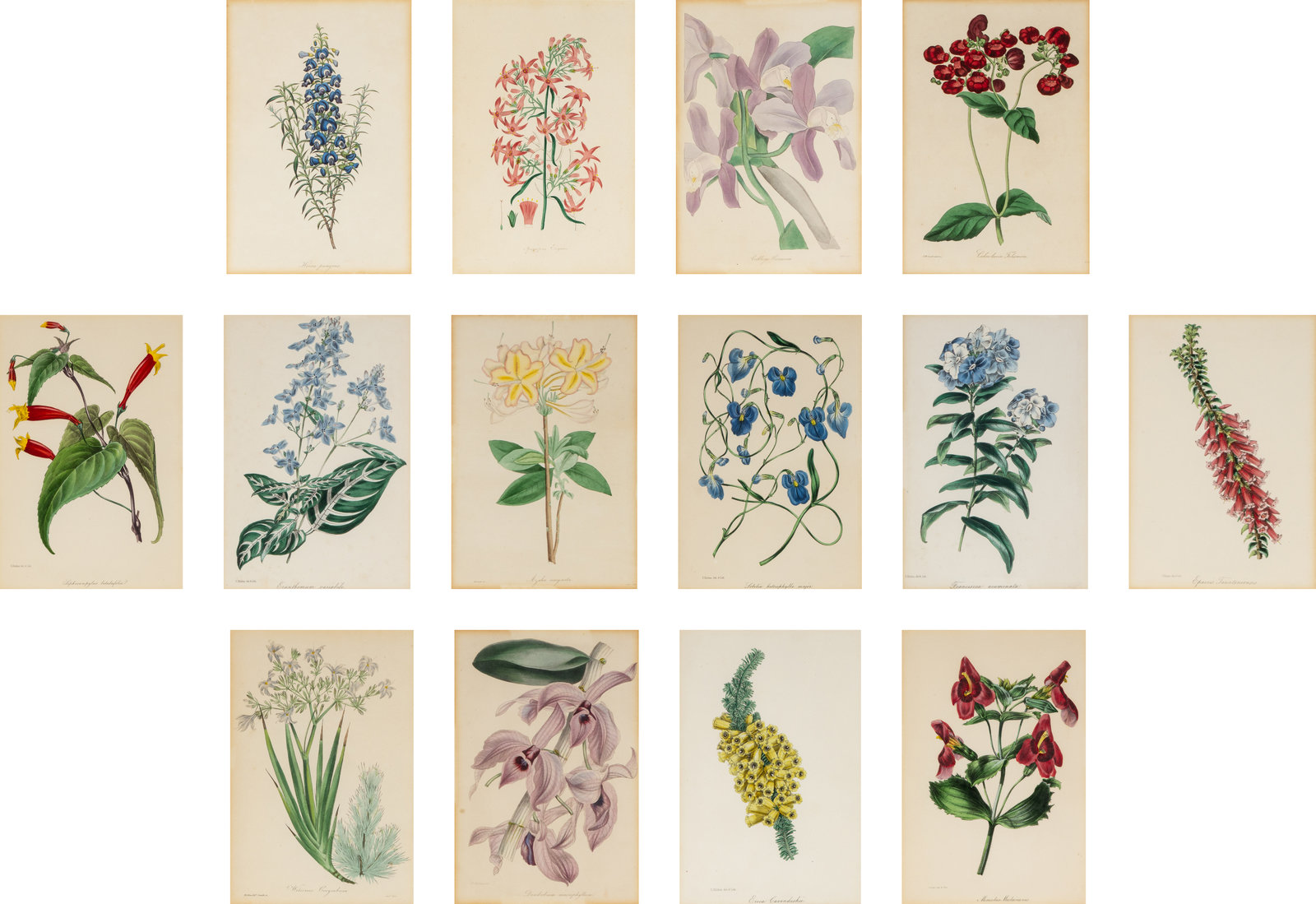 Appraisal: A Collection of Fourteen English Hand-Colored Botanical Engravings assembled from