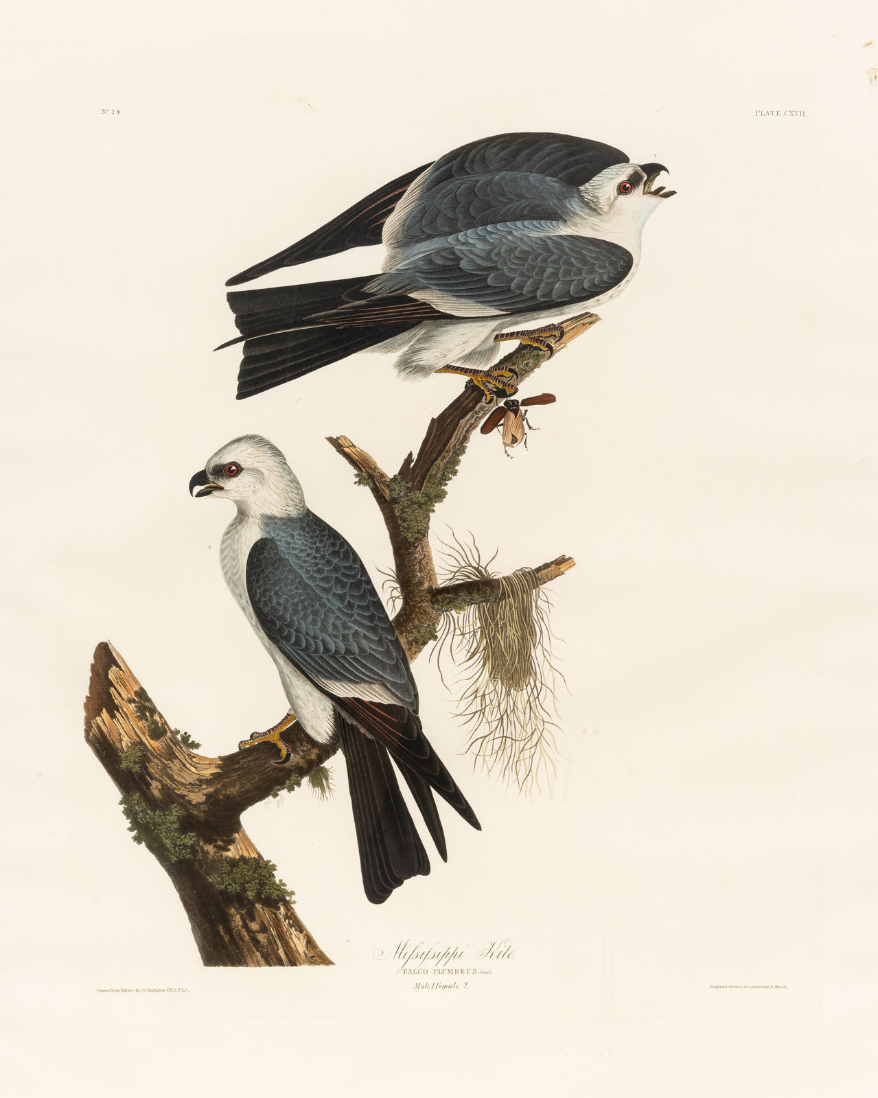 Appraisal: AUDUBON John James - Mississippi Kite Plate CXVII Falco plumbeus