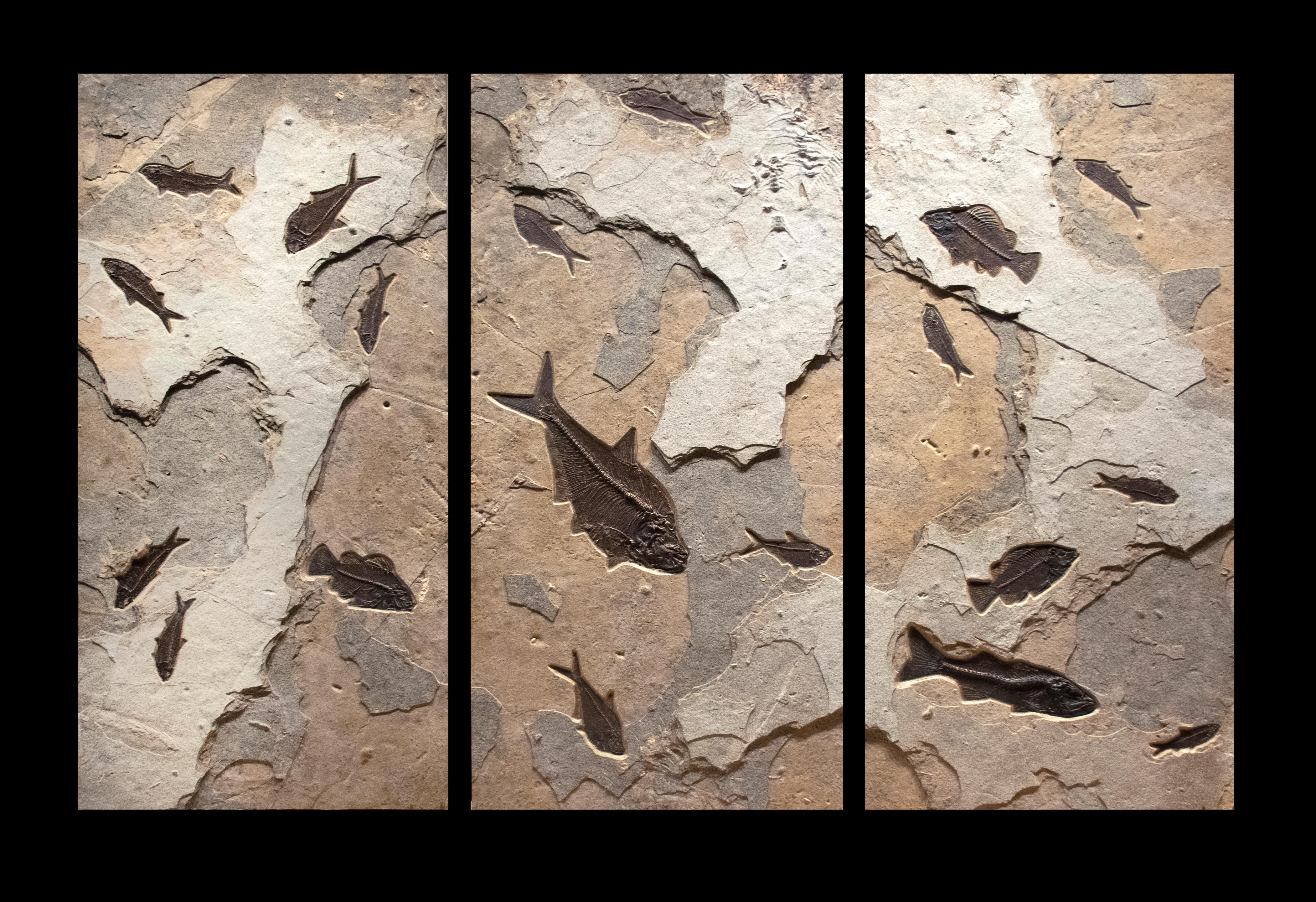 Appraisal: GRAND TRIPTYQUE PR SENTANT DES POISSONS FOSSILES LARGE TRIPTYCH FOSSIL