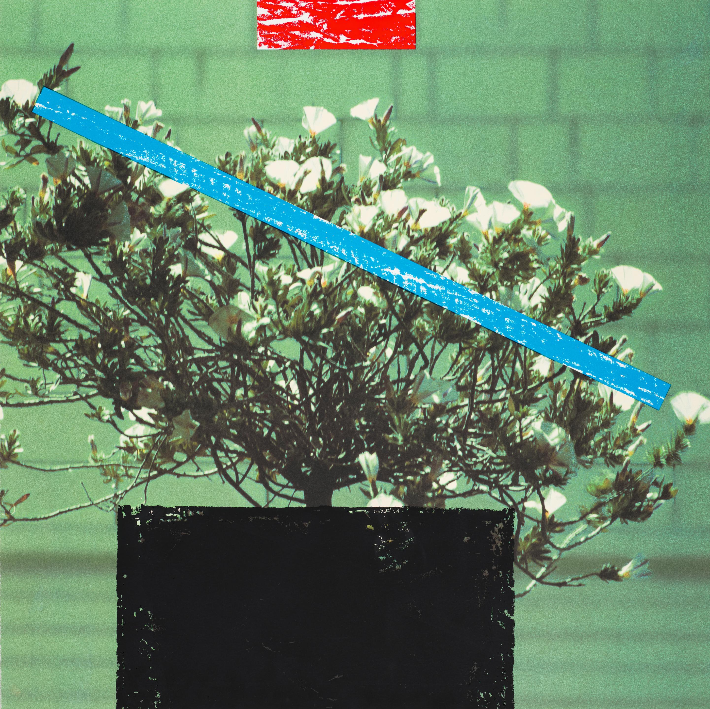 Appraisal: JOHN BALDESSARI - plates Cactus Tree and Flower from Third