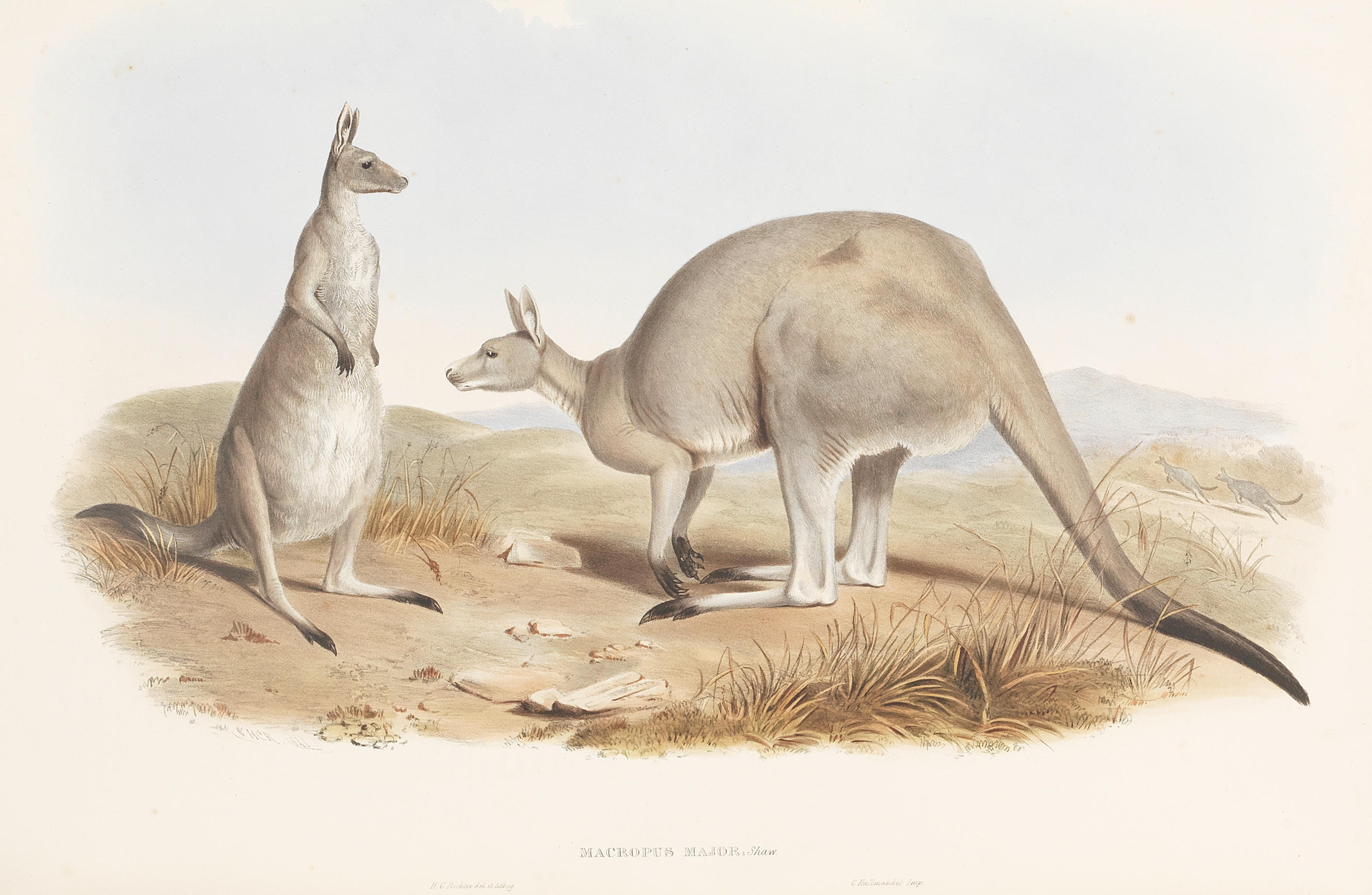 Appraisal: GOULD JOHN A Monograph of the Macropodidae or Family of