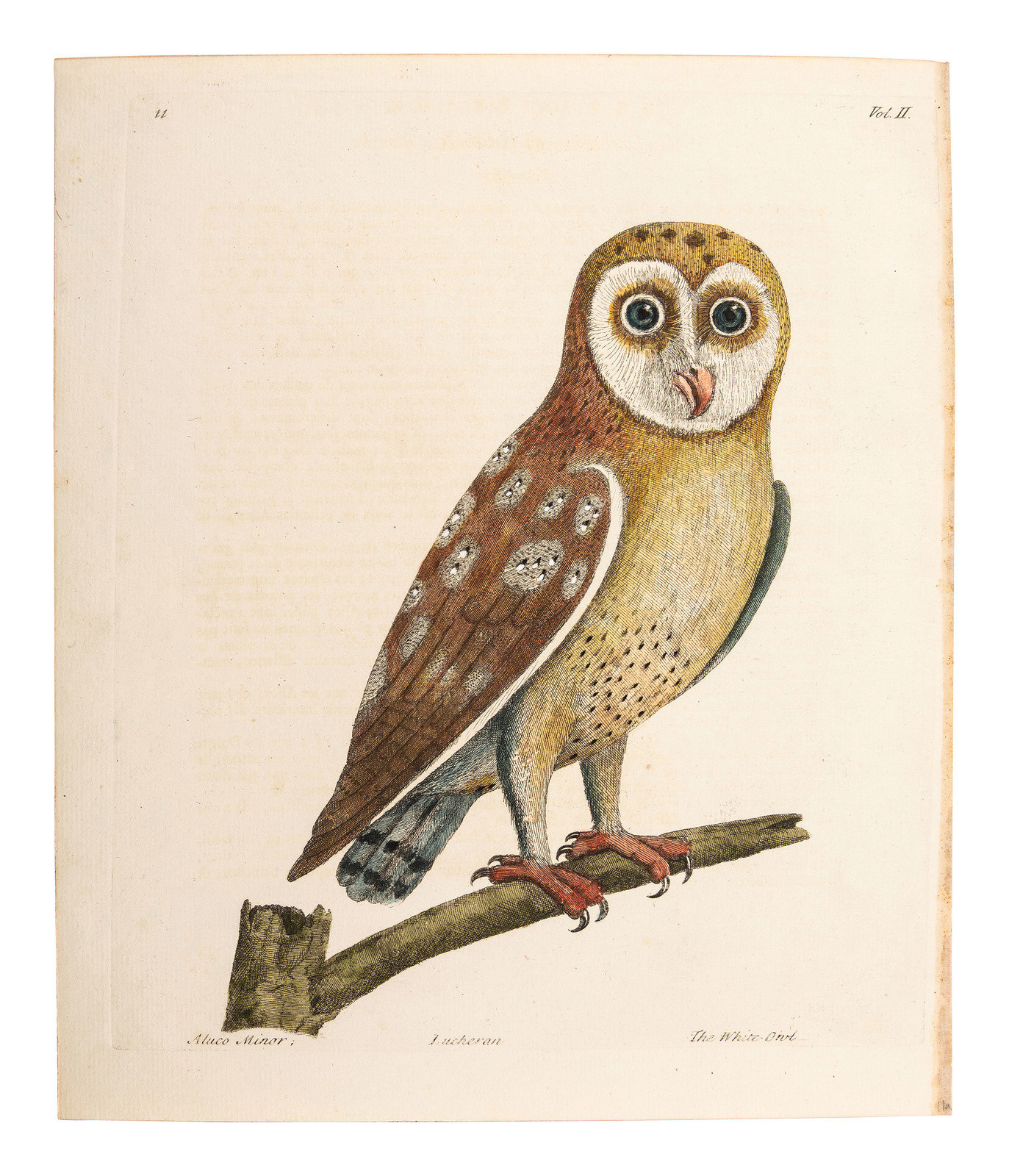 Appraisal: A Collection of Ornithology and Entomology Prints th-Early th Century