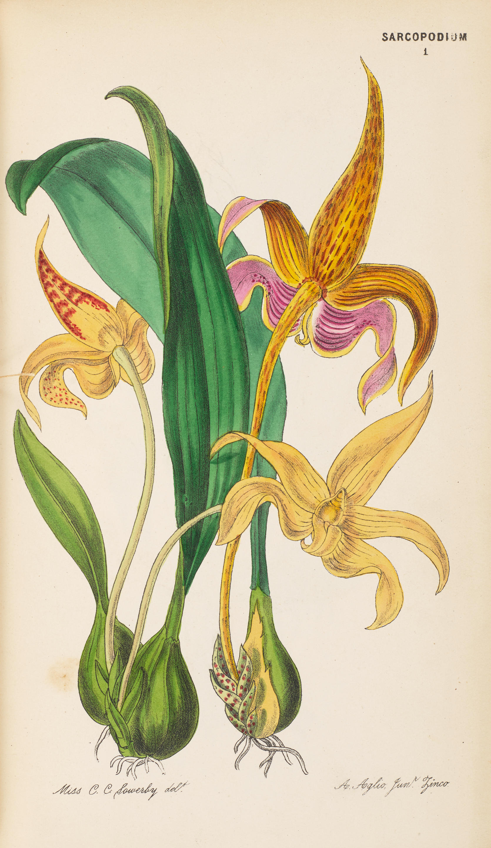 Appraisal: MOORE THOMAS - Illustrations of Orchidaceous Plants a series of