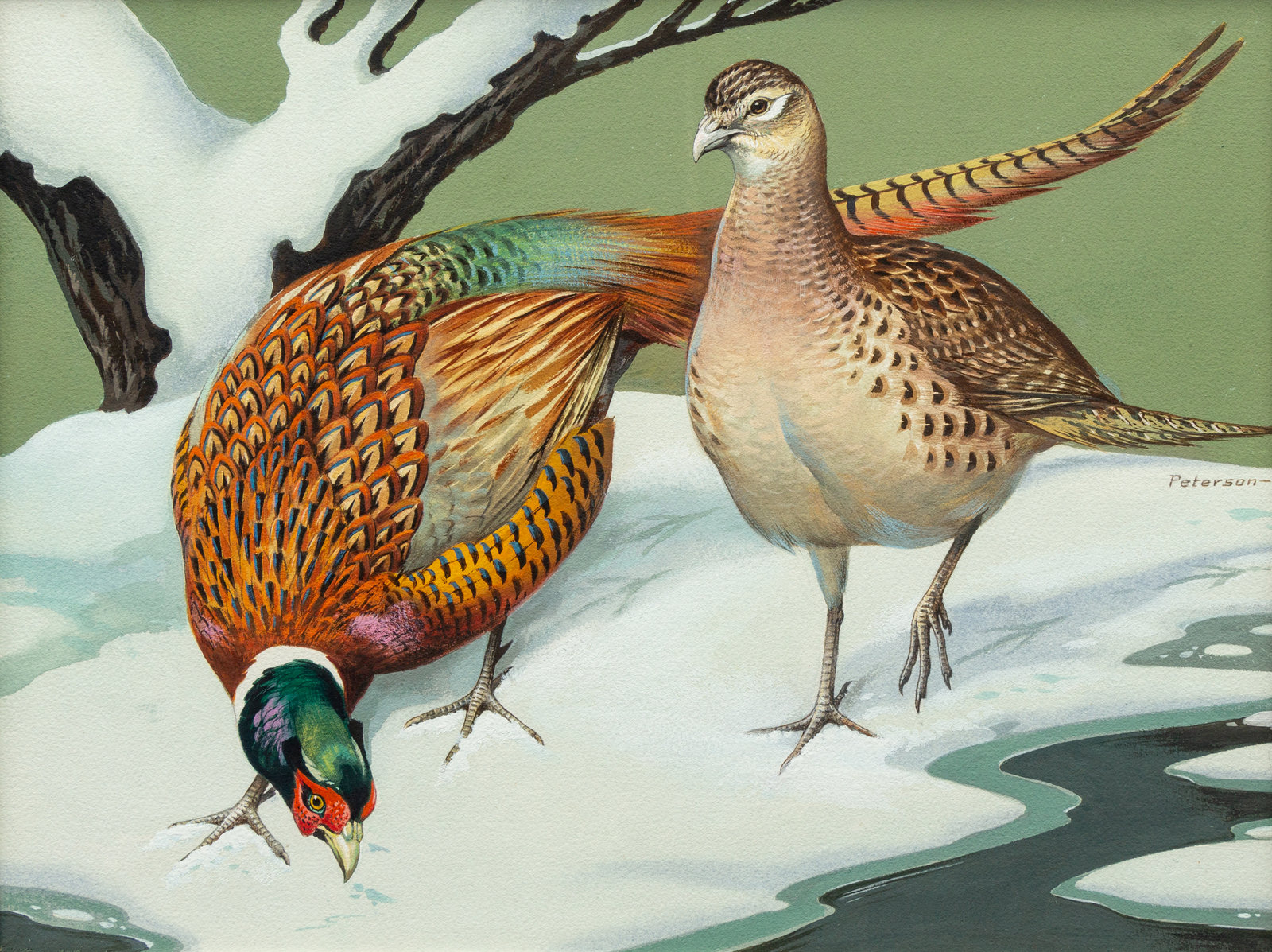 Appraisal: Roger Tory Peterson American - Ring-Neck Pheasant acrylic on paper