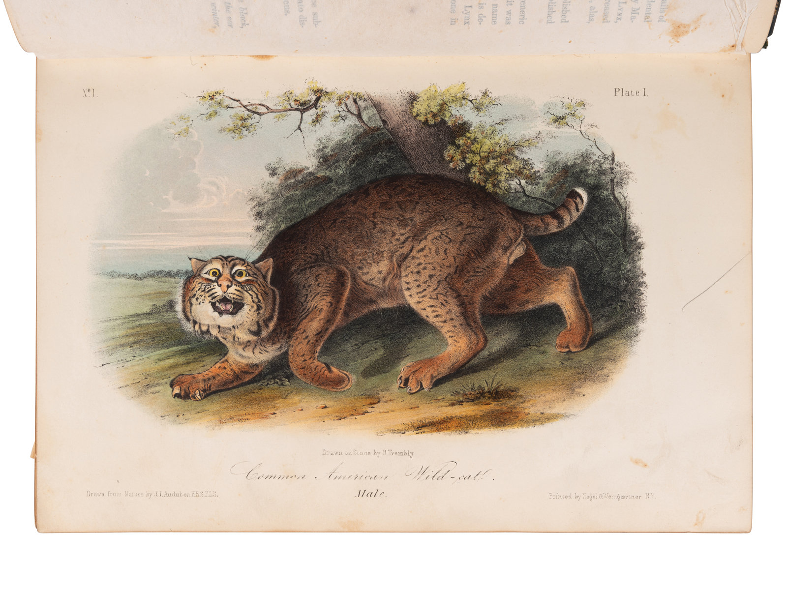 Appraisal: AUDUBON John James - and John BACHMAN - The Quadrupeds