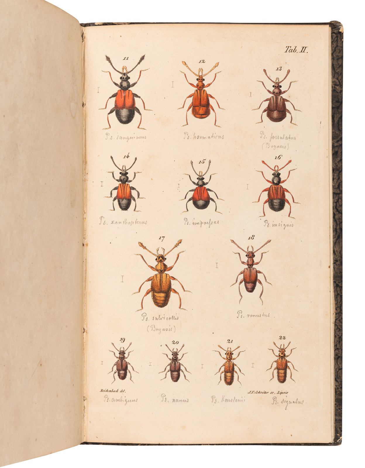 Appraisal: ENTOMOLOGY amp BEETLES A group of works comprising DENNY Henry