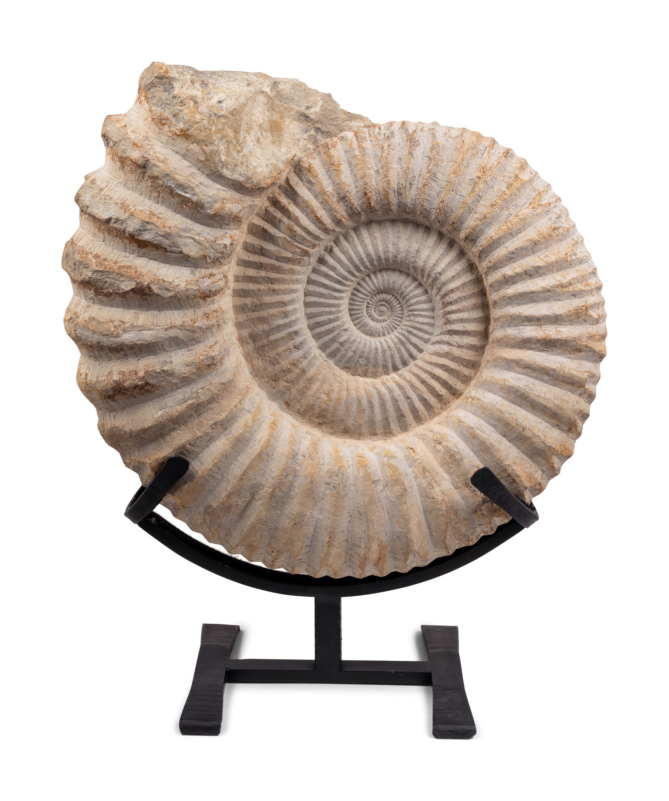 Appraisal: A Large Mounted Nautilus Fossil Specimen on stand Height of