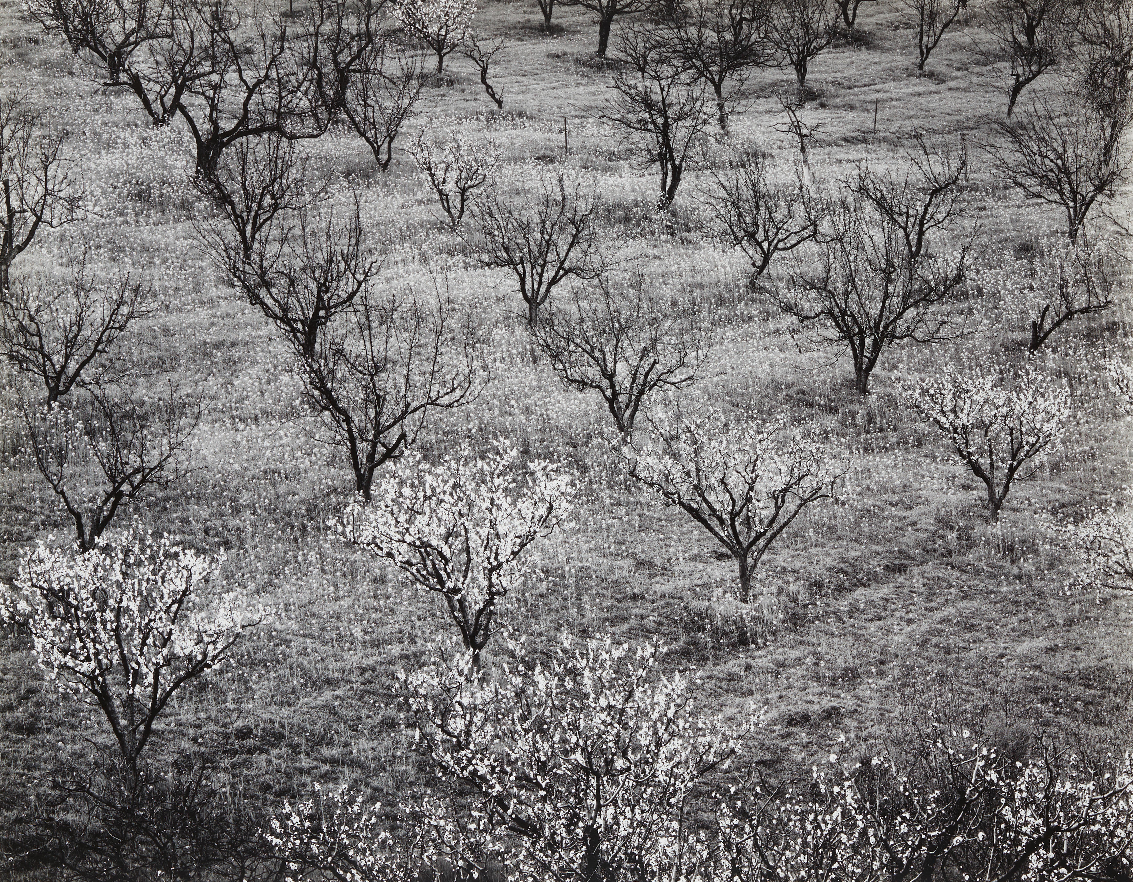 Appraisal: ANSEL ADAMS - Orchard Early Spring near Stanford University California