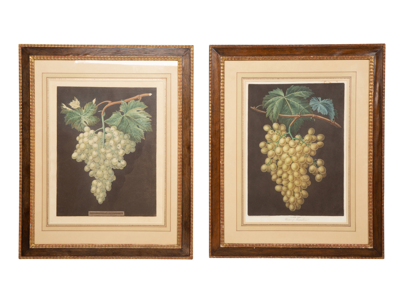 Appraisal: A Pair of English Hand-Colored Aquatint Engravings of Grapes Circa