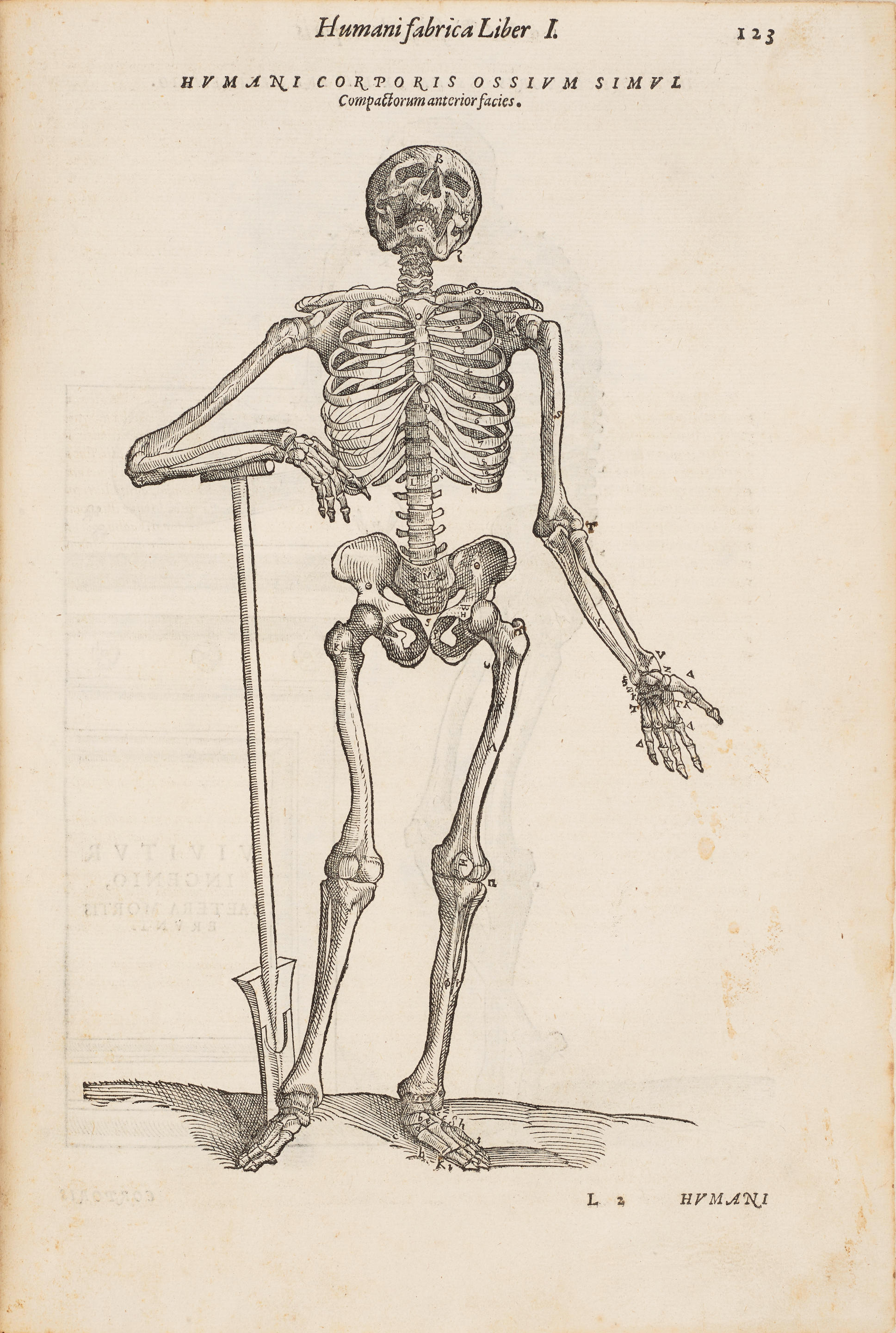 Appraisal: VESALIUS ANDREAS - De humani corporis fabrica Venice Folio x