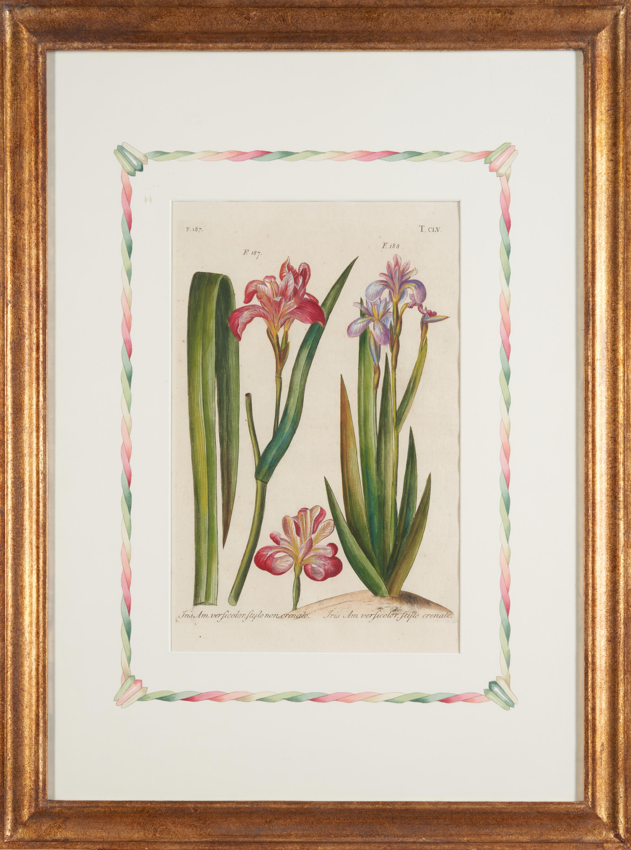 Appraisal: SET OF THREE BOTANICAL ENGRAVINGS Jacob L'Admiral Amsterdam x in