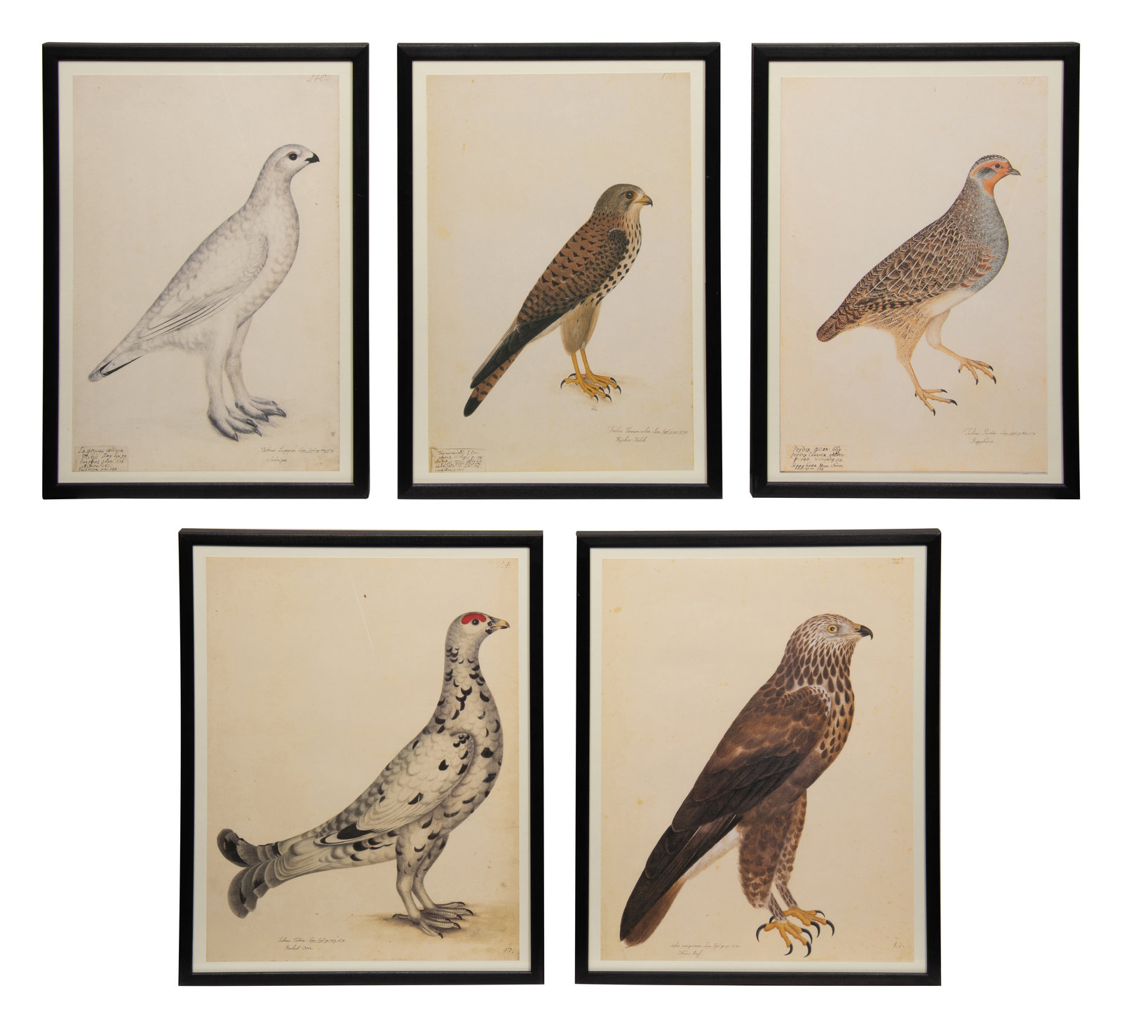 Appraisal: A Set of Five Modern Facsimiles of Engravings Depicting Birds