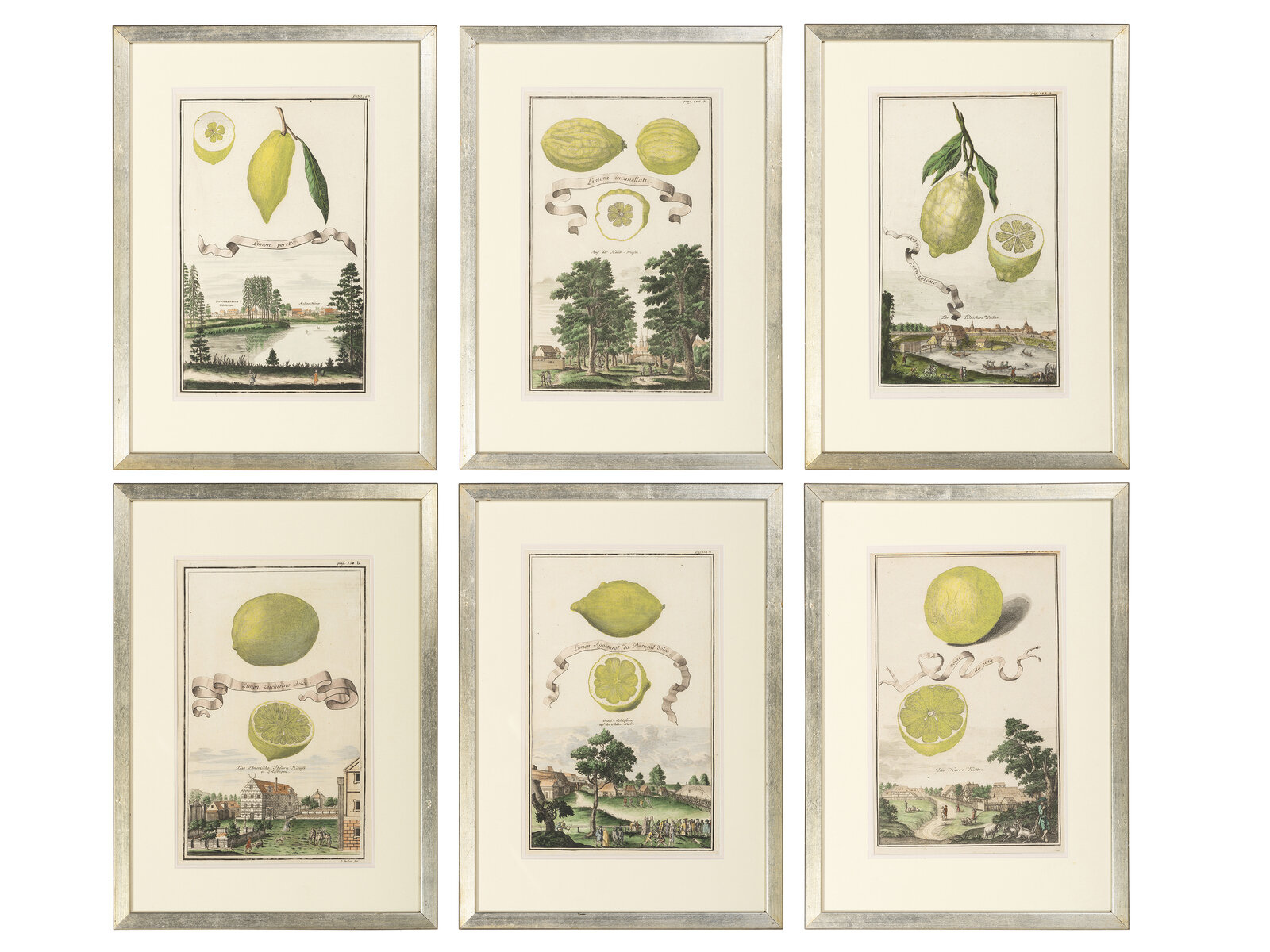 Appraisal: Six Hand-Colored Citrus Fruit Engravings Johann Christoph Volkamer German -