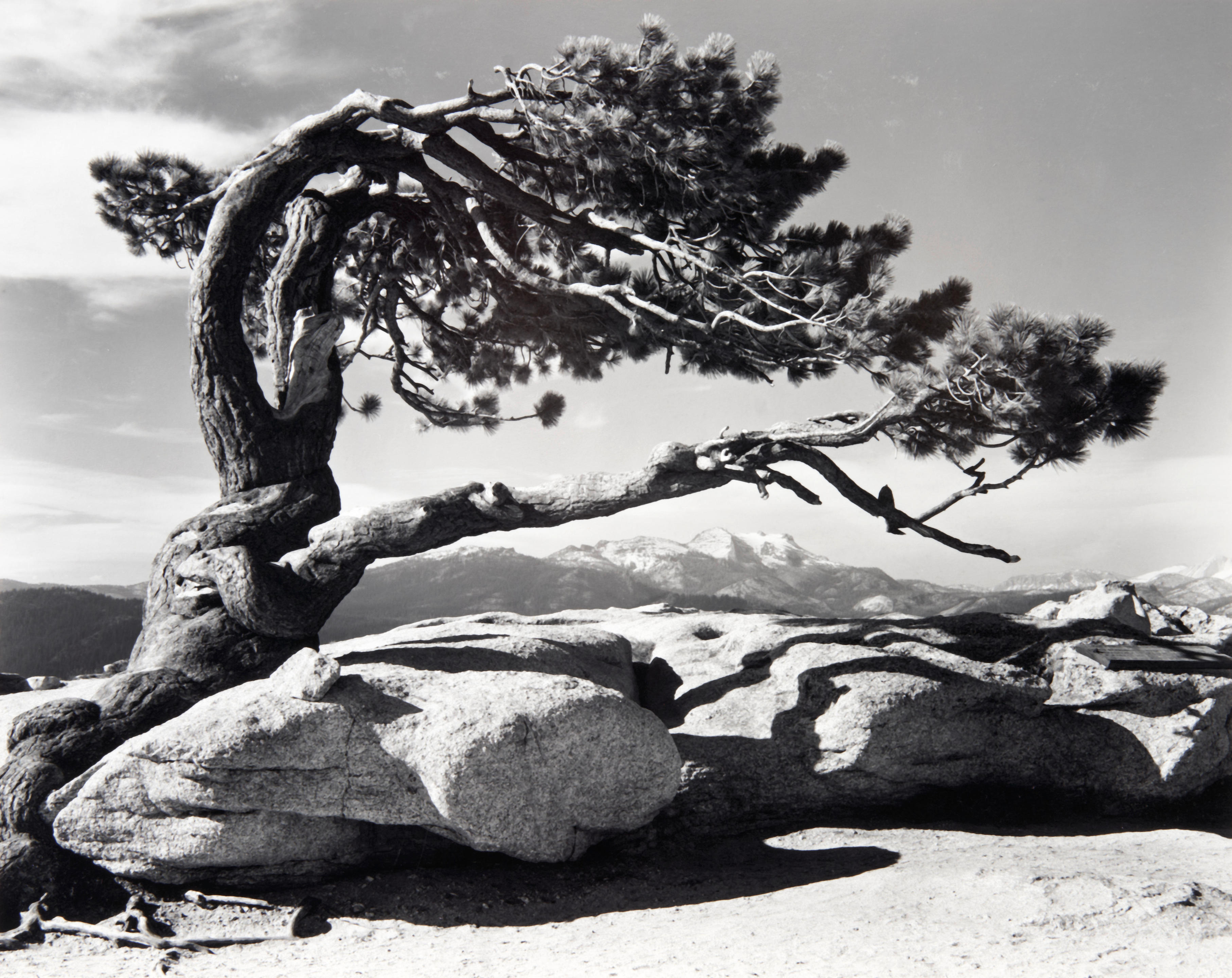 Appraisal: ANSEL ADAMS - Jeffrey Pine Sentinel Dome Yosemite National Park