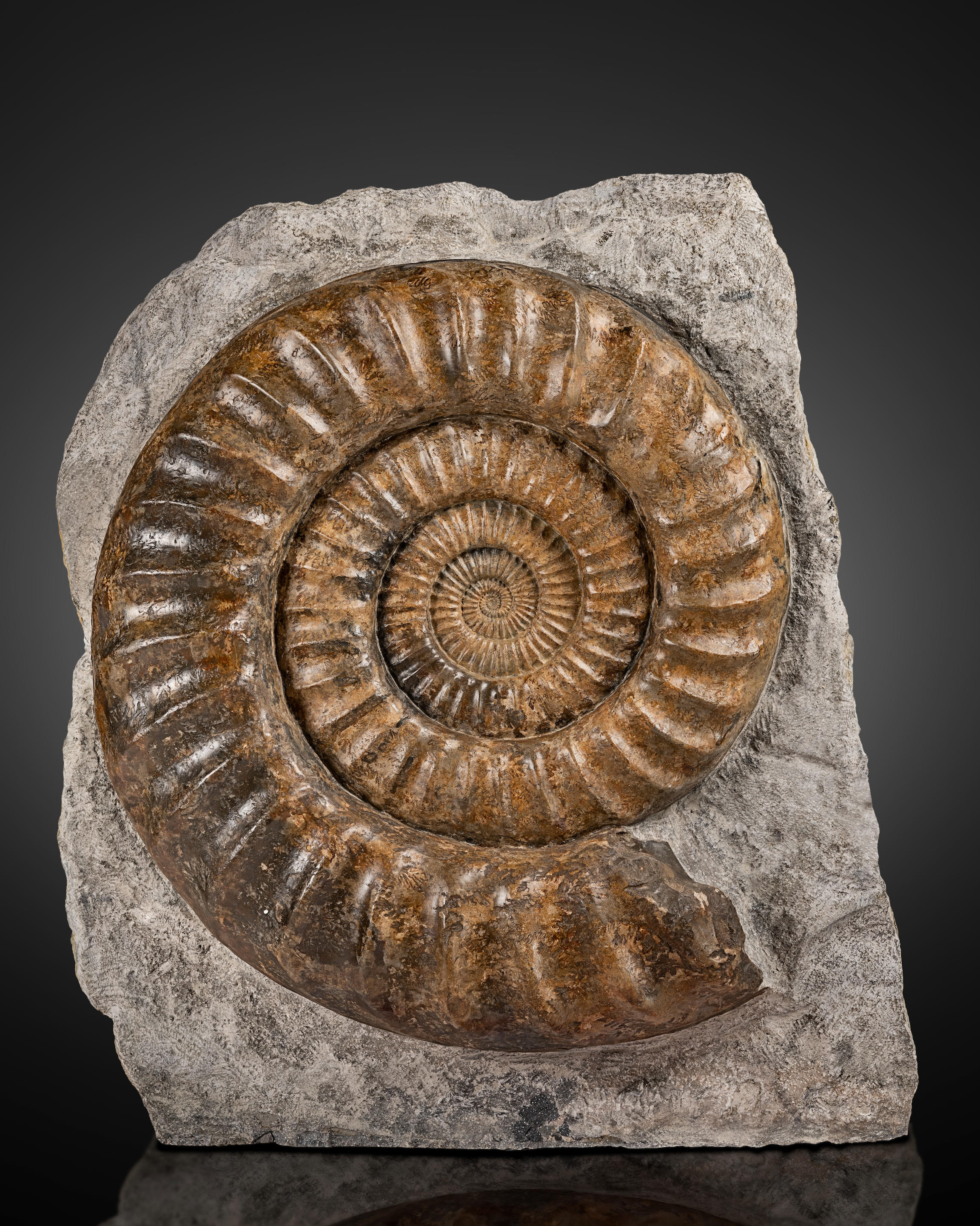 Appraisal: AMMONITE SCULPTURALE SUR MATRICE SCULPTURAL AMMONITE ON MATRIX Arietites bucklandi