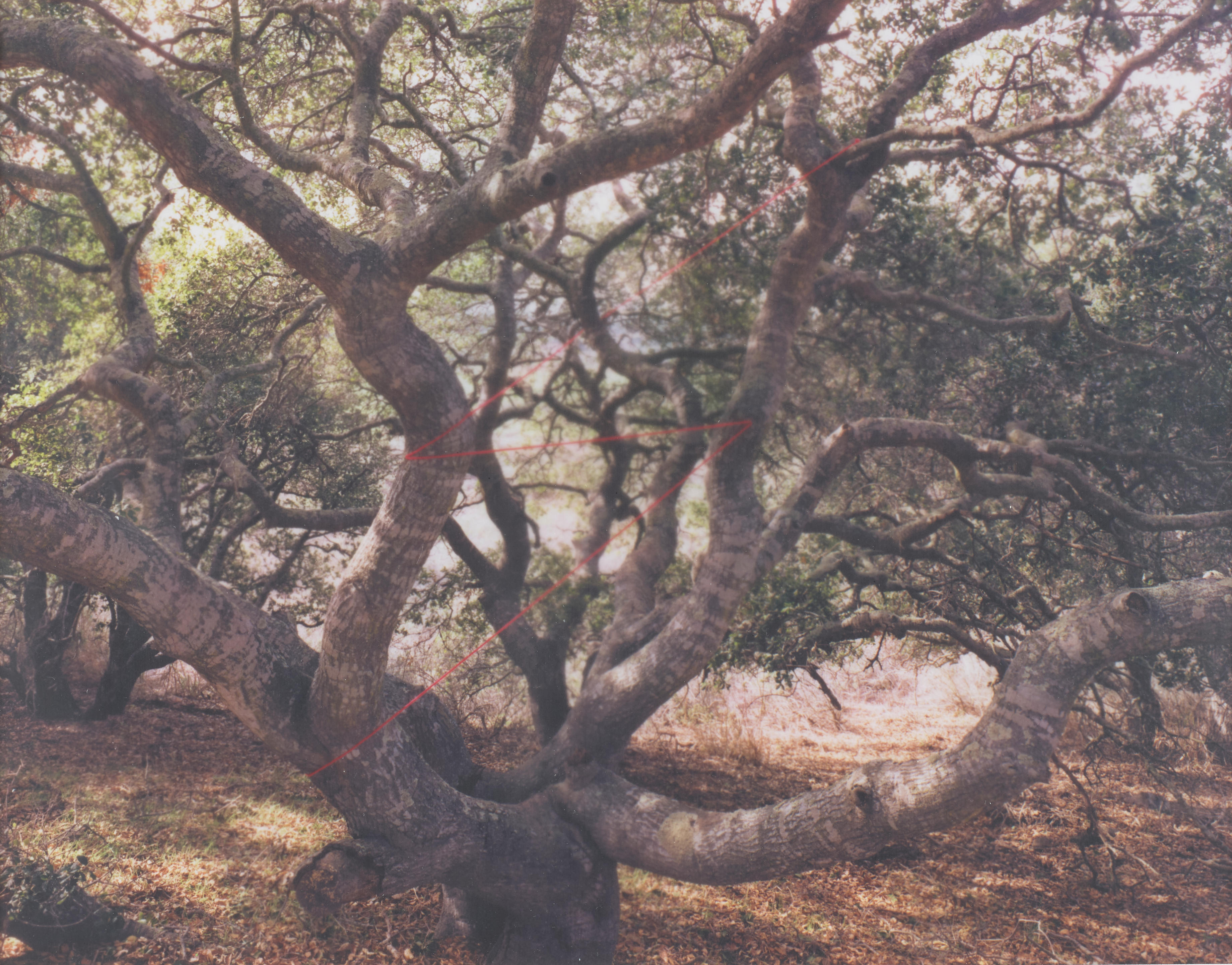 Appraisal: JOHN PFAHL - 'Live Oak Lightning Lompoc California' from 'Altered