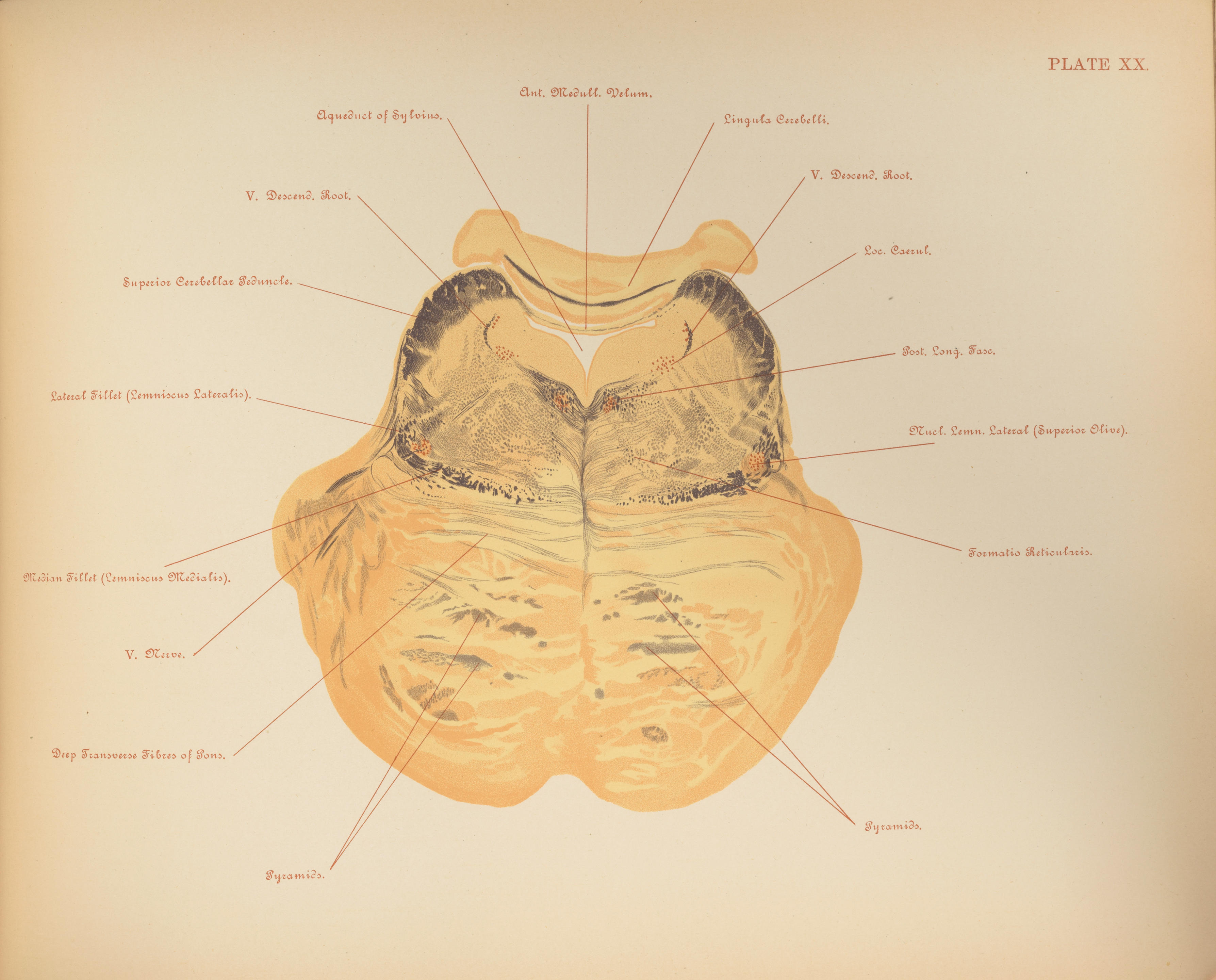 Appraisal: PHYSIOLOGY OF THE BRAIN titles MUNRO ALEXANDER The Anatomy of