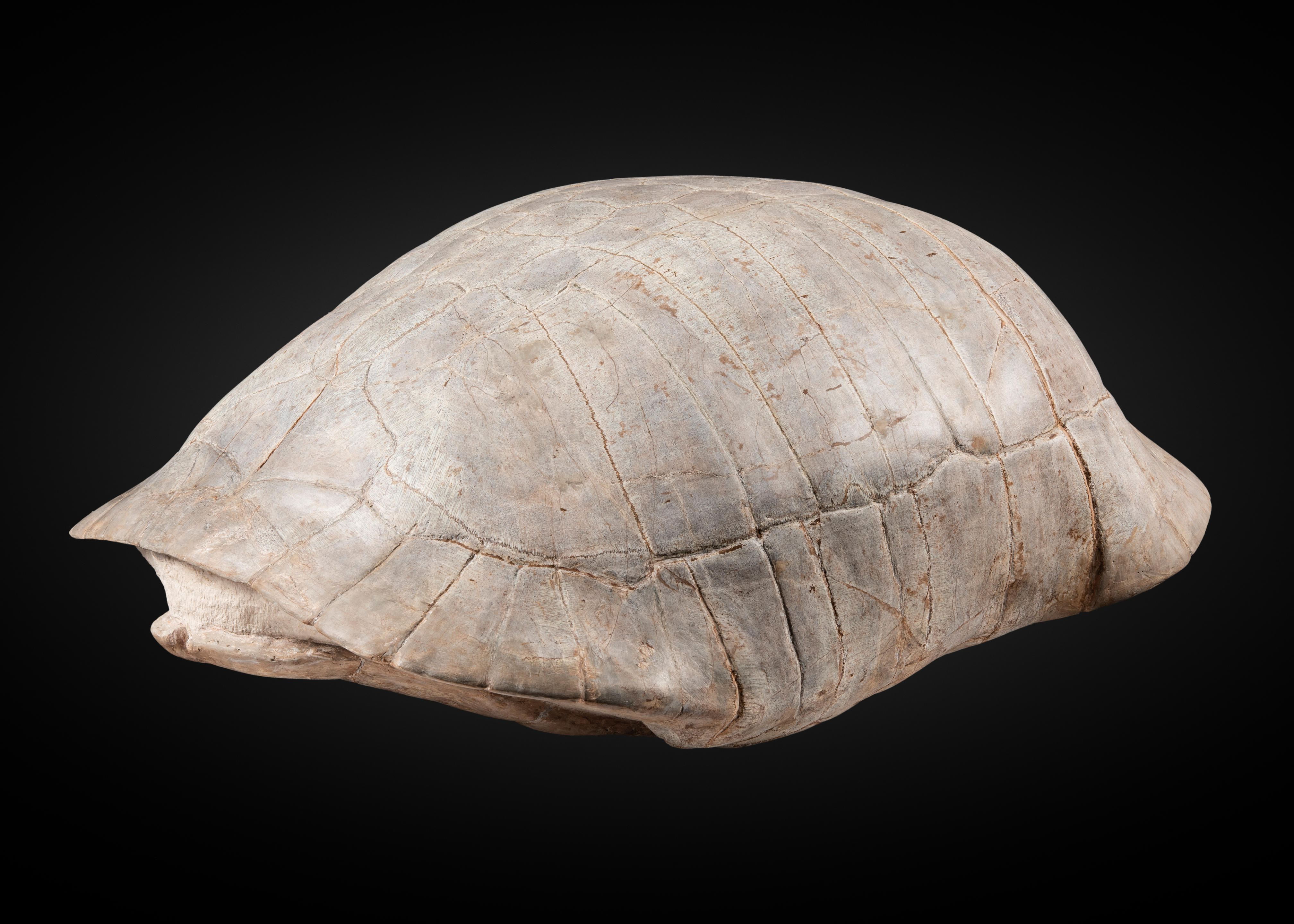 Appraisal: GRANDE TORTUE FOSSILE LARGE FOSSIL TORTOISE Stylemys nebrascensis Oligocene White