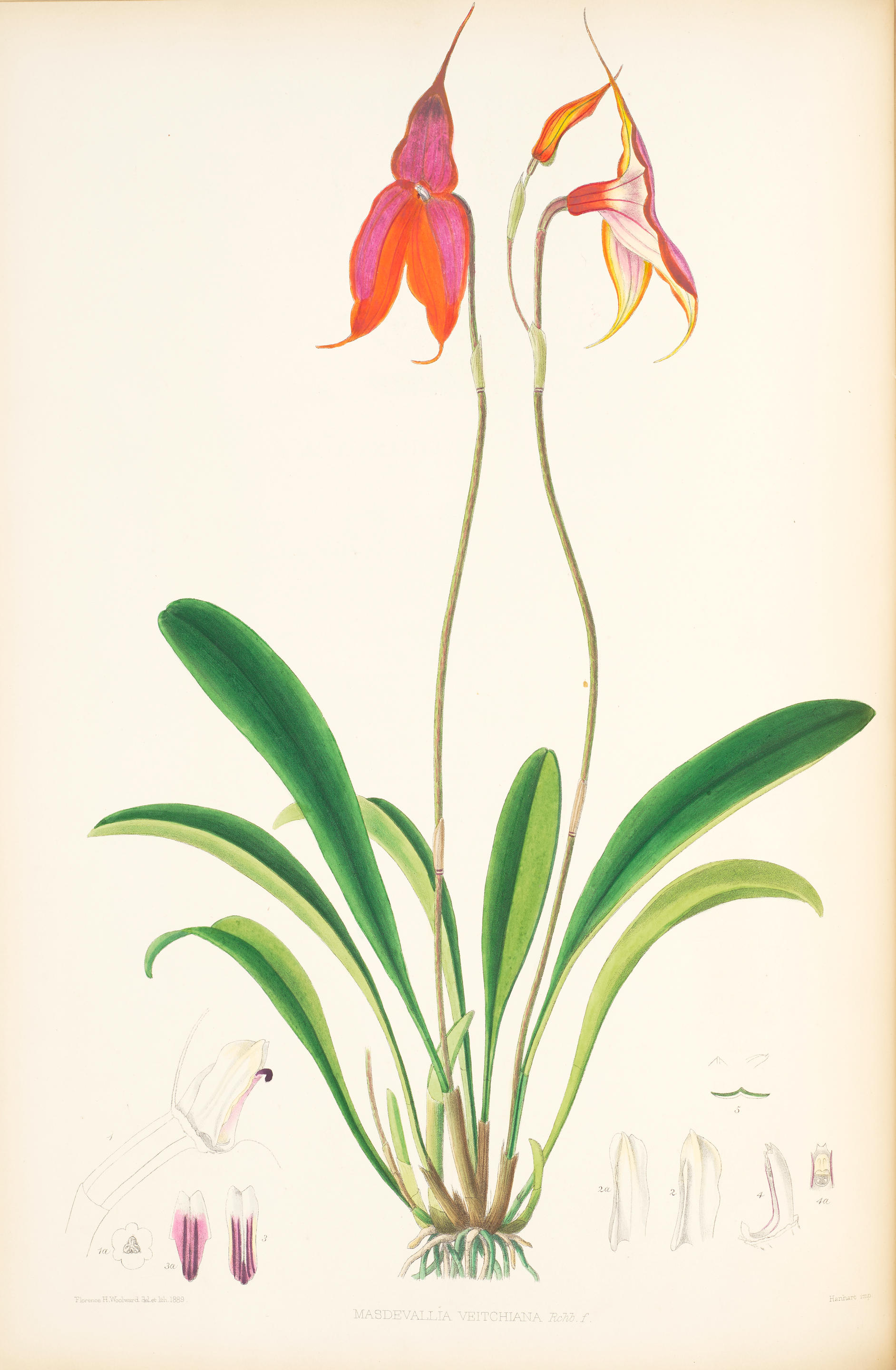 Appraisal: WOOLWARD FLORENCE - The Genus Masdevallia issued by the Marquess