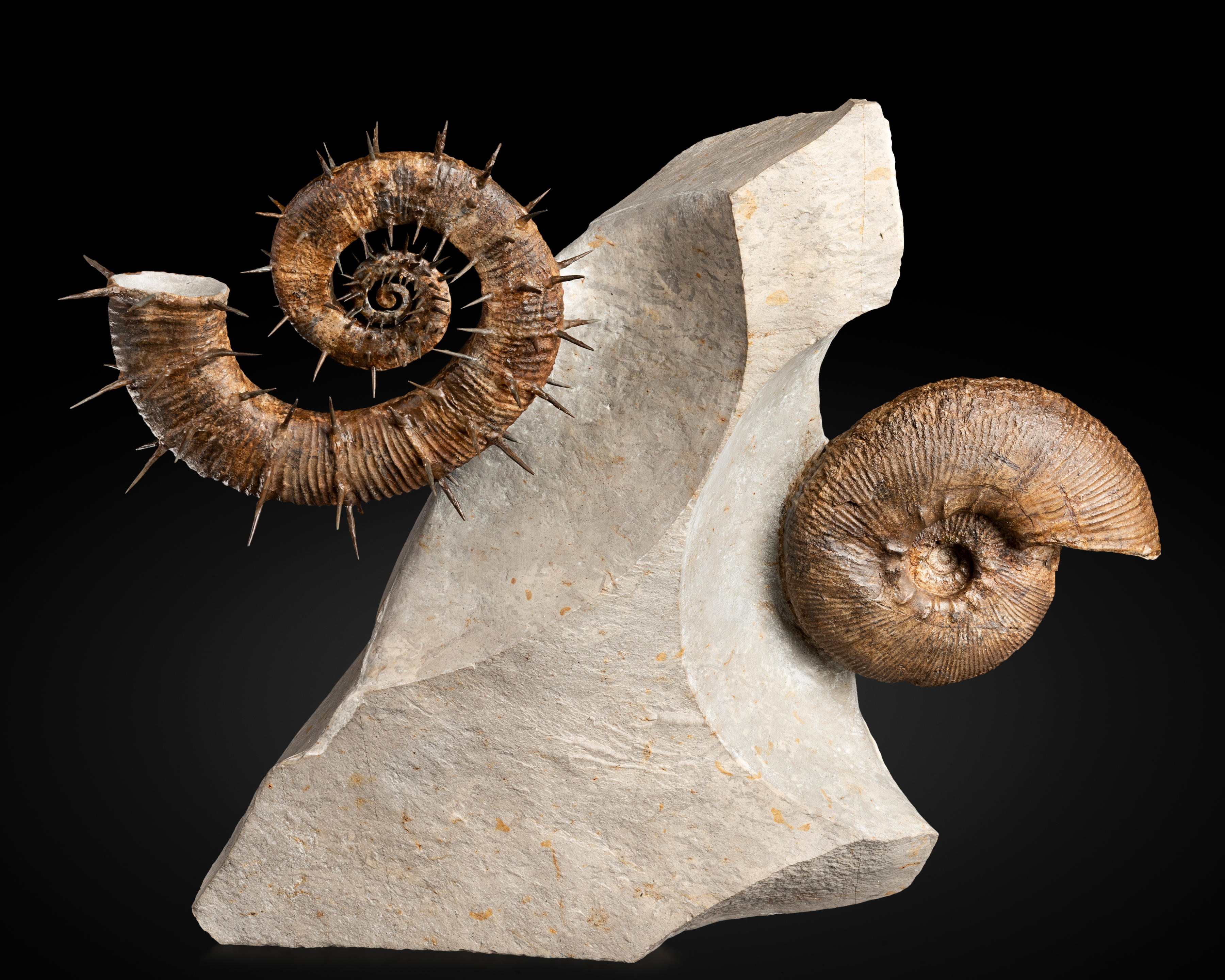 Appraisal: CLUSTER D'AMMONITES SUR LEUR SCULPTURALE MATRICE AMMONITE CLUSTER ON SCULPTURAL