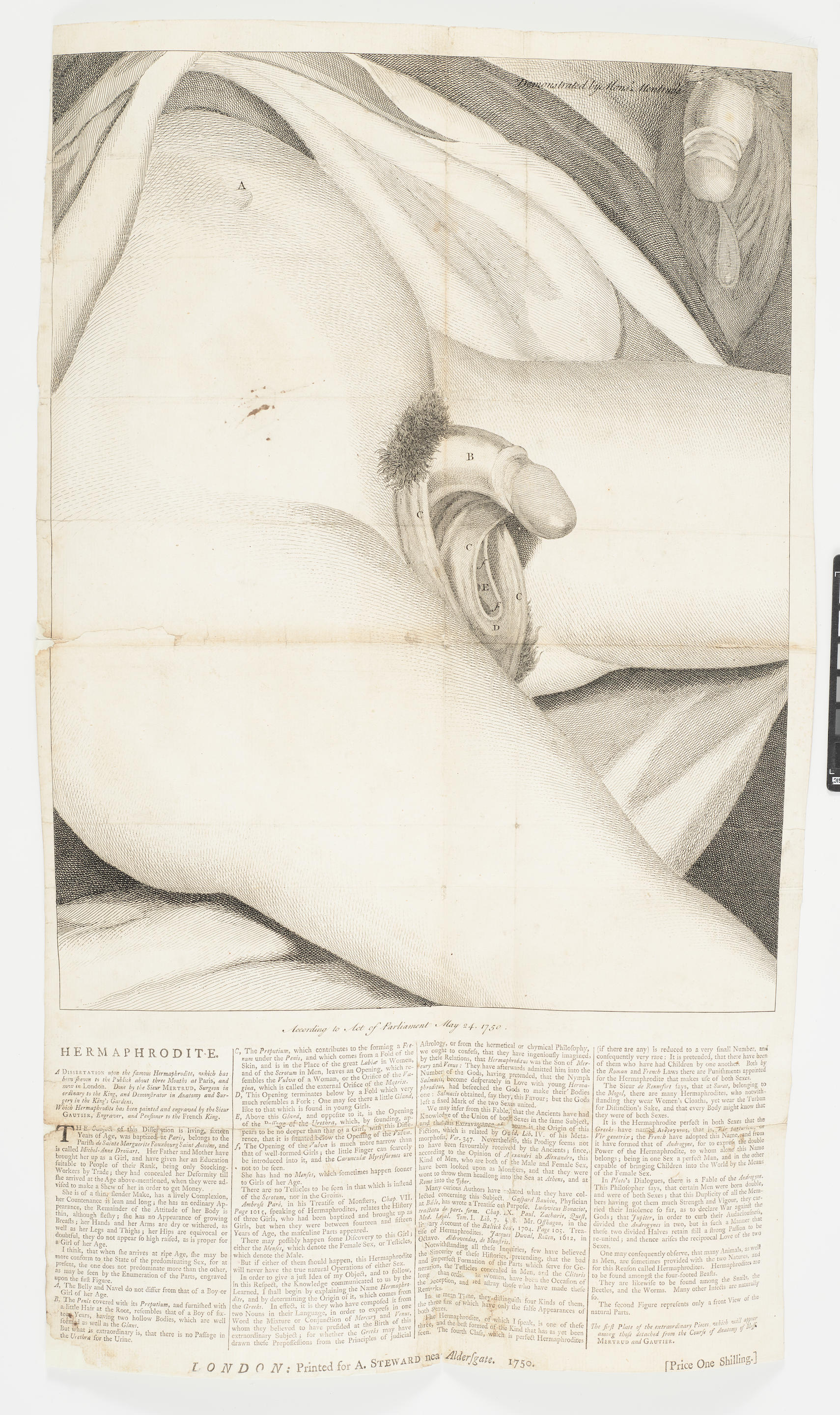 Appraisal: HERMAPHRODITE BROADSIDE GAUTIER D'AGOTY JACQUES FABIEN - Hermaphrodite A dissertation