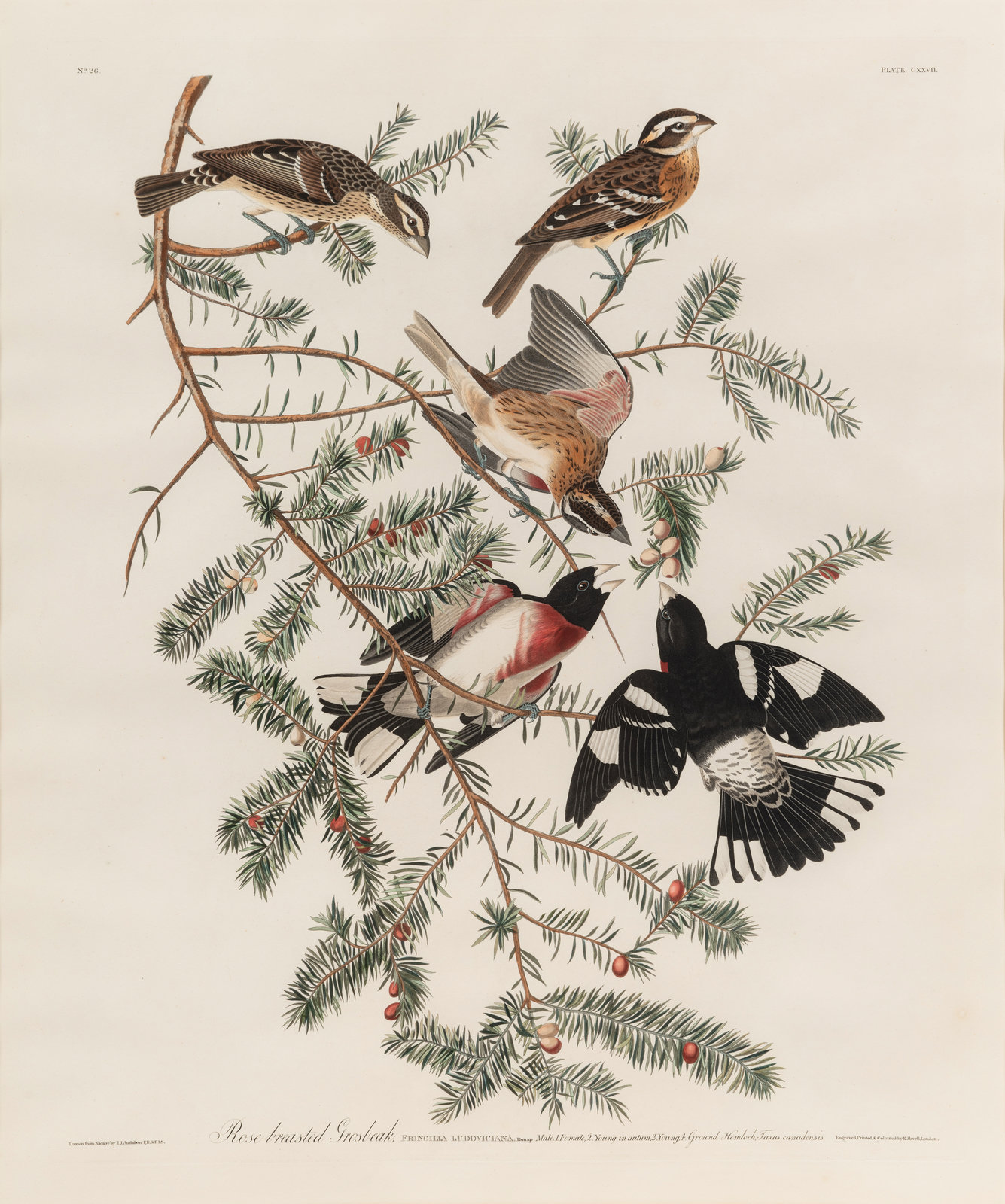 Appraisal: AUDUBON John James - Rose-breasted Grosbeak Plate CXXVII Pheucticus ludovicianus