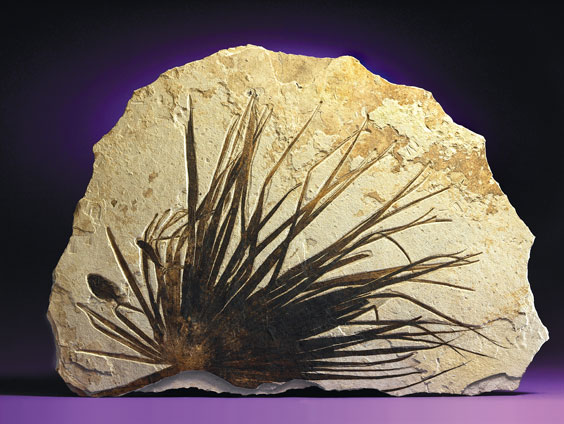 Appraisal: AN OUTSTANDING FOSSIL PALM FROND Sabalites sp Eocene Green River