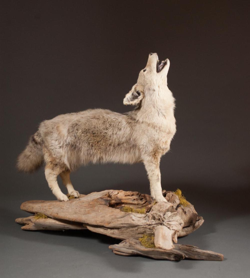 Appraisal: COYOTE TAXIDERMY MOUNT a full mount in standing howling pose