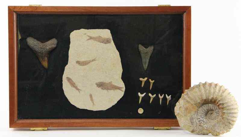 Appraisal: Fossil Collectionincluding shark teeth a Green River Fossil Formation fragment