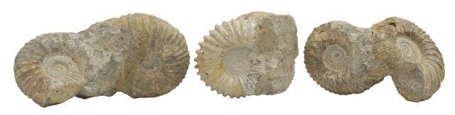 Appraisal: lot of Partially fused fossilized ammonites largest approx h w