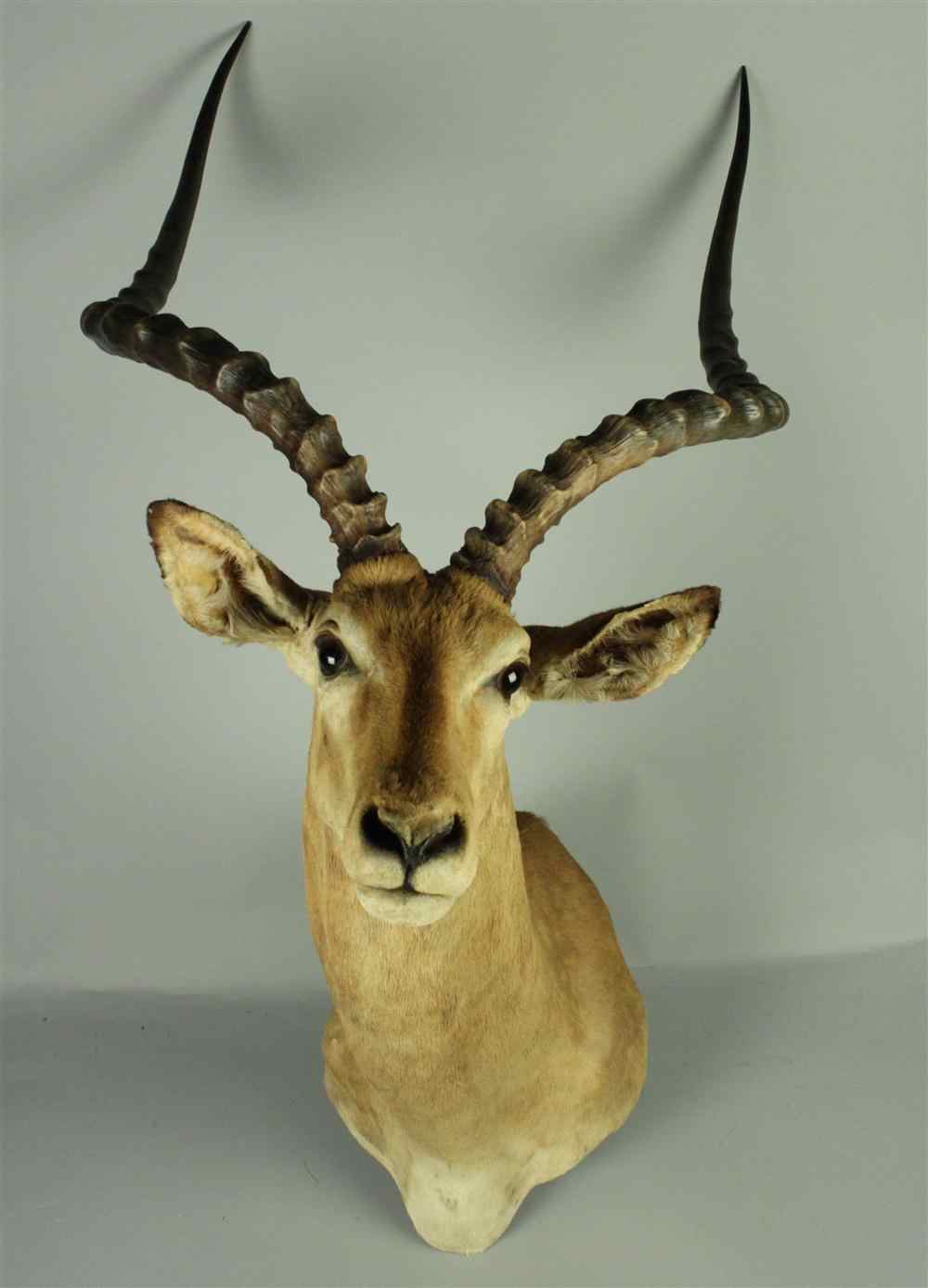 Appraisal: EAST AFRICAN IMPALA TAXIDERMY SHOULDER MOUNT JONAS BROS the name