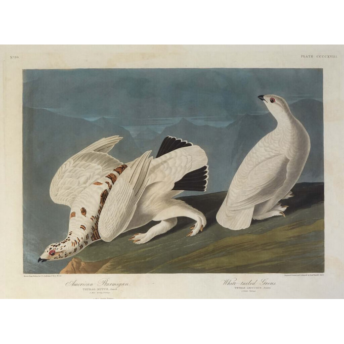 Appraisal: John James Audubon Haitian American - American Plarmigan and White-Tailed