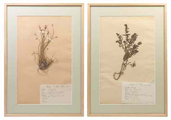 Appraisal: A Set of Twelve Framed Botanical Specimens likely th century