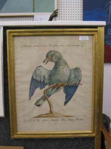 Appraisal: Early Handcolored Engraving of a Bird image area '' x