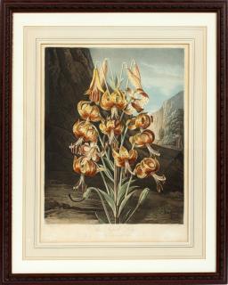 Appraisal: AFTER REINAGLE ANTIQUE INTAGLIO BOTANICAL PRINT BY EARLOM PUB BY