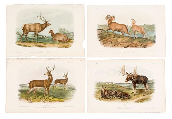 Appraisal: EIGHT AUDUBON FIRST OCTAVO QUADRUPEDS OF UNGULATES from the first