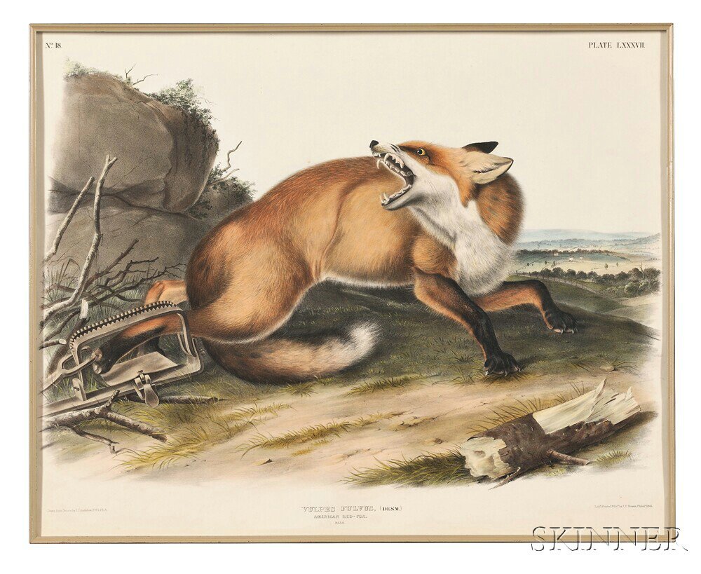 Appraisal: Audubon John James - American Red Fox Male Plate LXXXVII