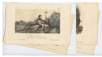 Appraisal: Five Audubon Bird Prints Five loose colored lithograph plates from