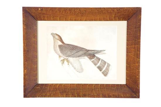 Appraisal: STUDY OF A HAWK ATTRIBUTED TO JAMES ABERT AMERICAN -