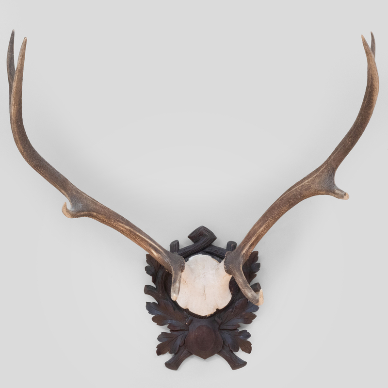 Appraisal: ANTLER TROPHY MOUNTED ON AN OAK CARTOUCHE x x in