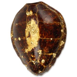 Appraisal: Large Antique Tortoise Shell With Barnacles Large Antique Tortoise Shell