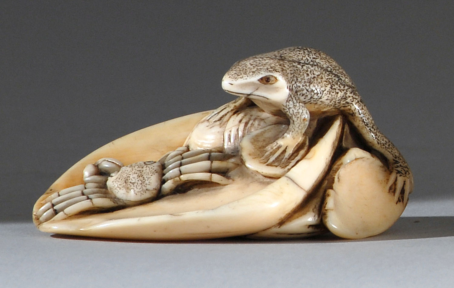 Appraisal: IVORY NETSUKE Early th CenturyIn the form of a frog