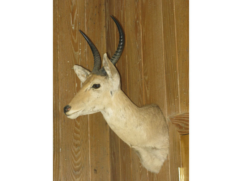 Appraisal: Mounted African Trophy Impala approx