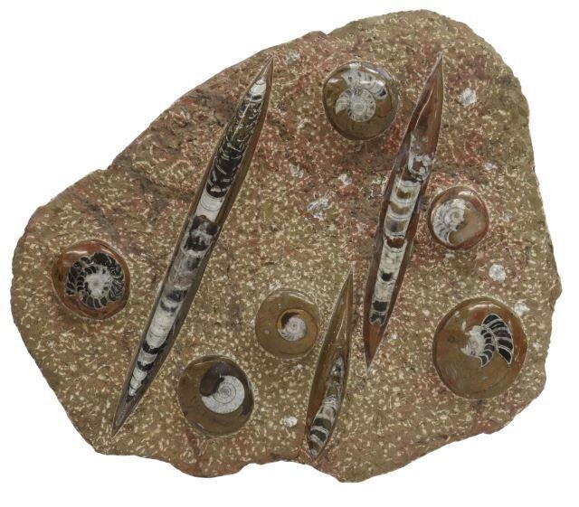 Appraisal: Large polished fossil plate in stone matrix with three orthoceras