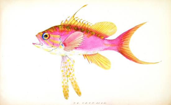 Appraisal: LOWE Richard Thomas A History of the Fishes of Madeira