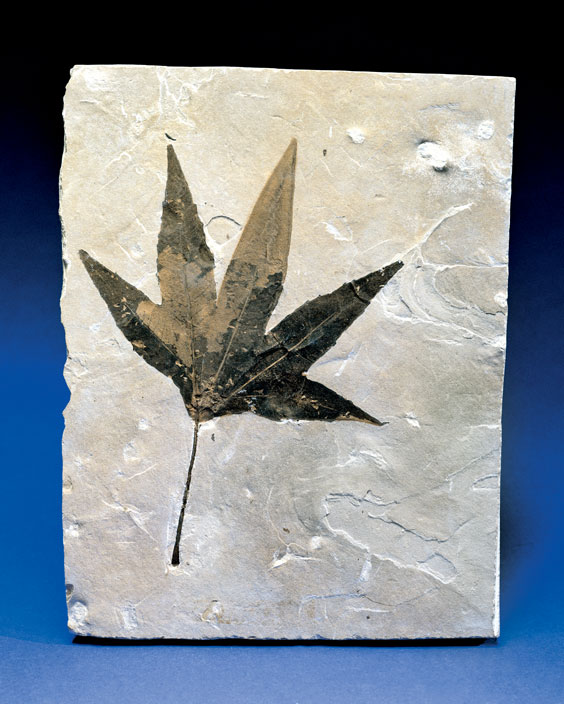 Appraisal: FOSSIL SYCAMORE LEAF Platanus wyomingensis Eocene Green River Formation Utah