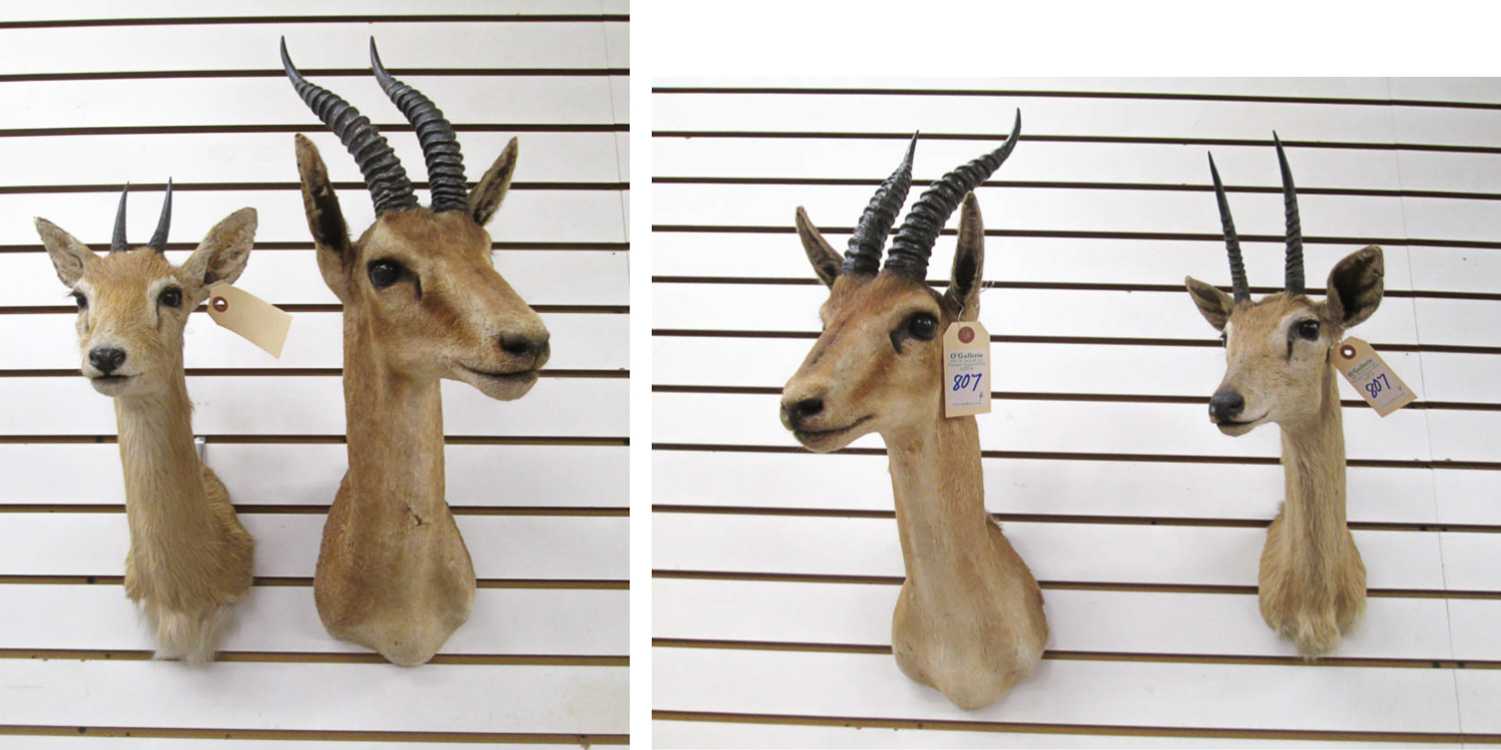 Appraisal: FOUR SMALL AFRICAN ANTELOPE TAXIDERMY MOUNTS pair of Oribi bucks