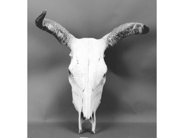 Appraisal: Steer Skull with horns a great western decorator Estimate -