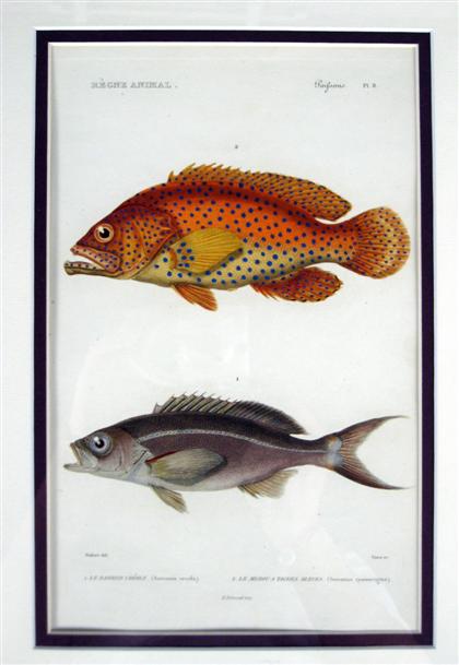 Appraisal: Six hand colored engraving of tropical fish lecepede paris Sight